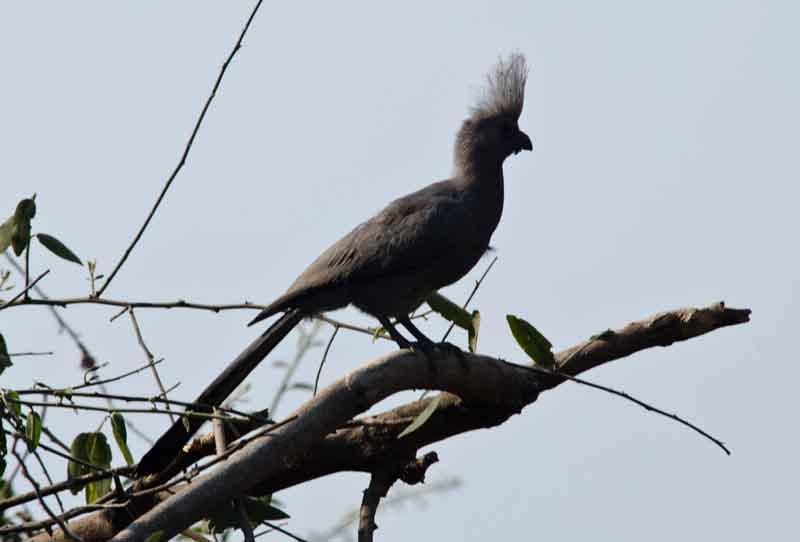 Grey Co-Away - parque nacional de Chobe - Botswana.jpg